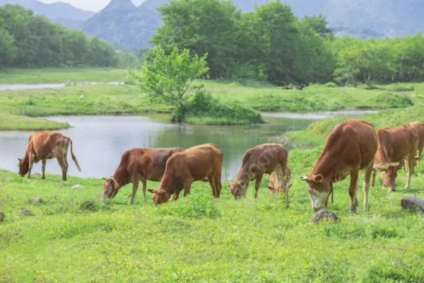 nằm mơ thấy đàn bò đánh số mấy